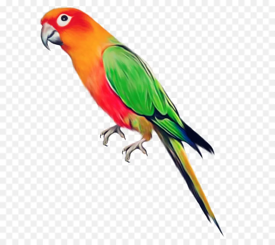 Parrot，Pájaro PNG