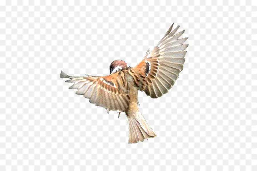 Pájaro Volador，Pájaro PNG