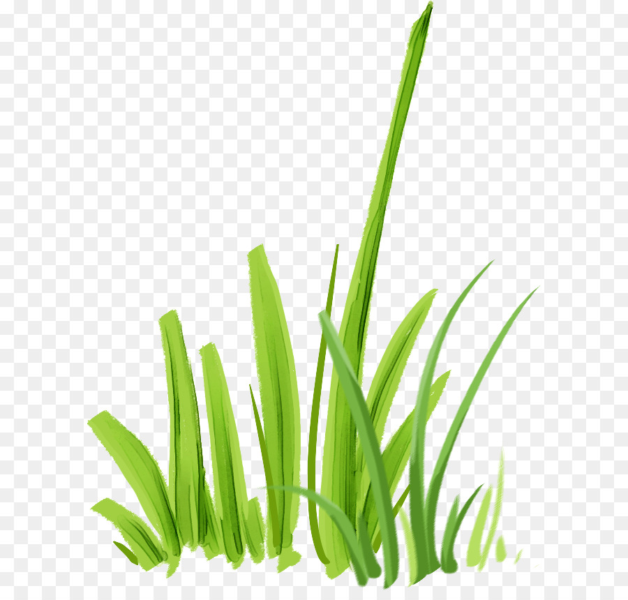 Microchloa，Microchloa Indica PNG