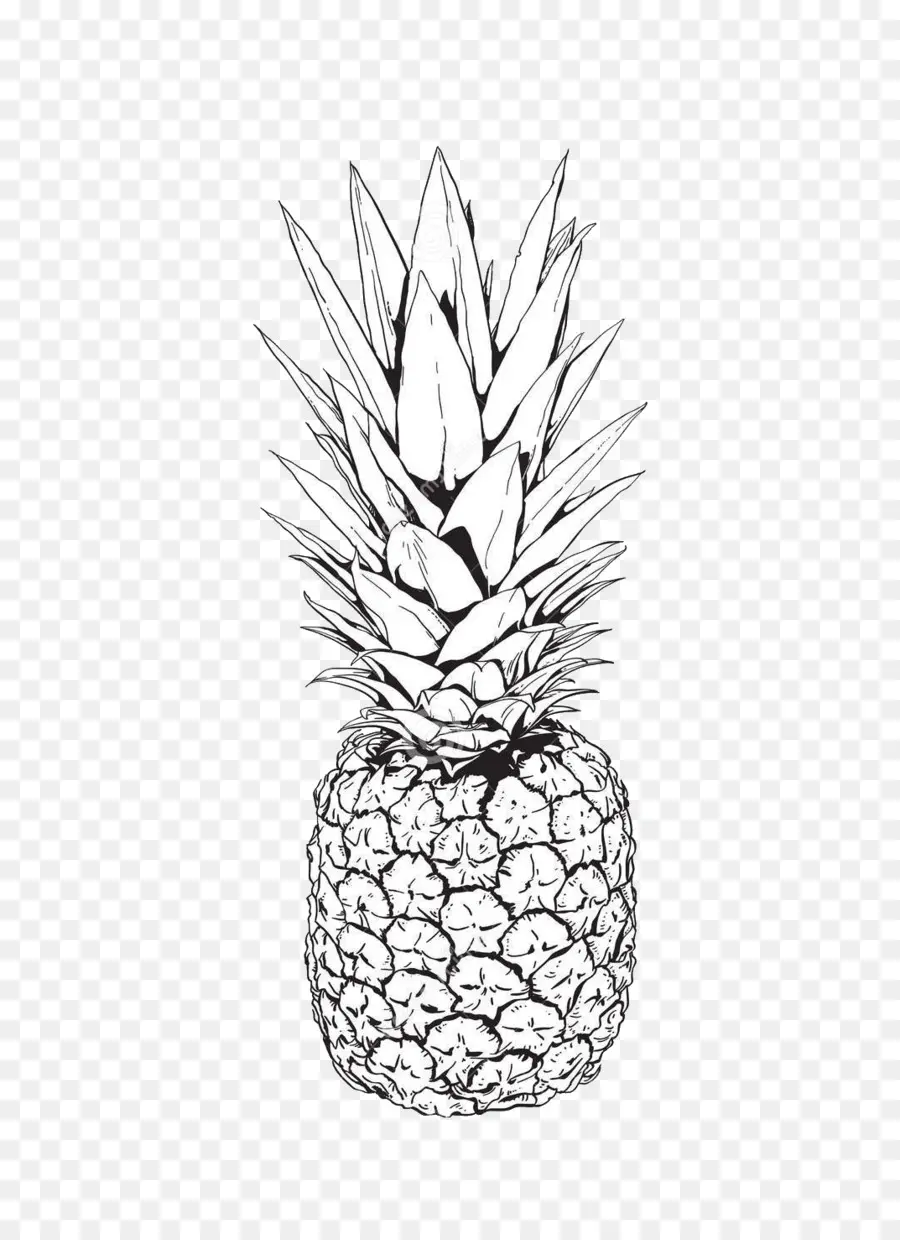 Piña，Dibujo PNG