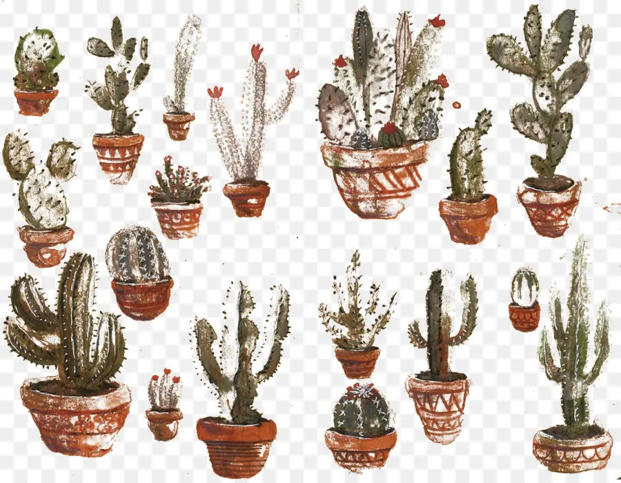 Cactaceae，Maceta PNG