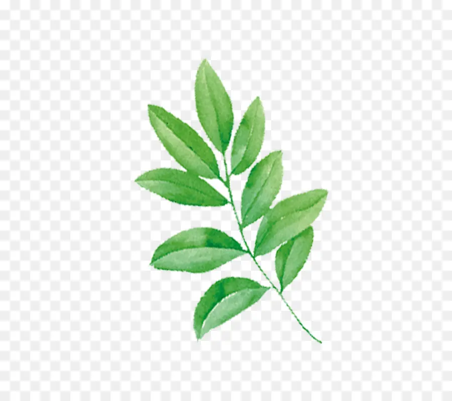 Hoja，Planta PNG