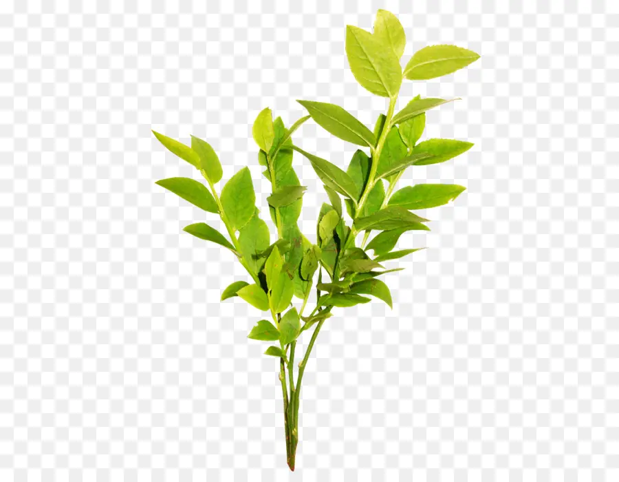 Planta Verde，Hojas PNG