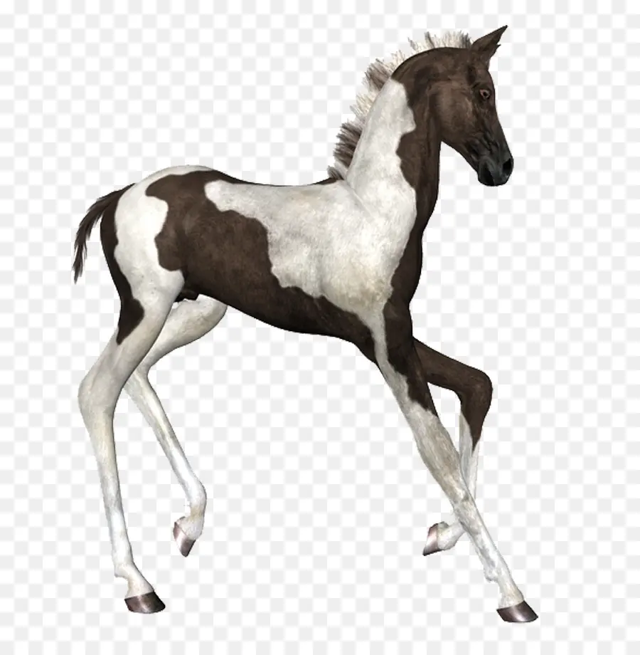 Caballo，Equino PNG