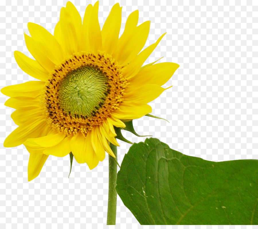 Común De Girasol，Descargar PNG