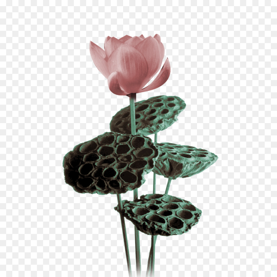 Nelumbo Nucifera，Descargar PNG