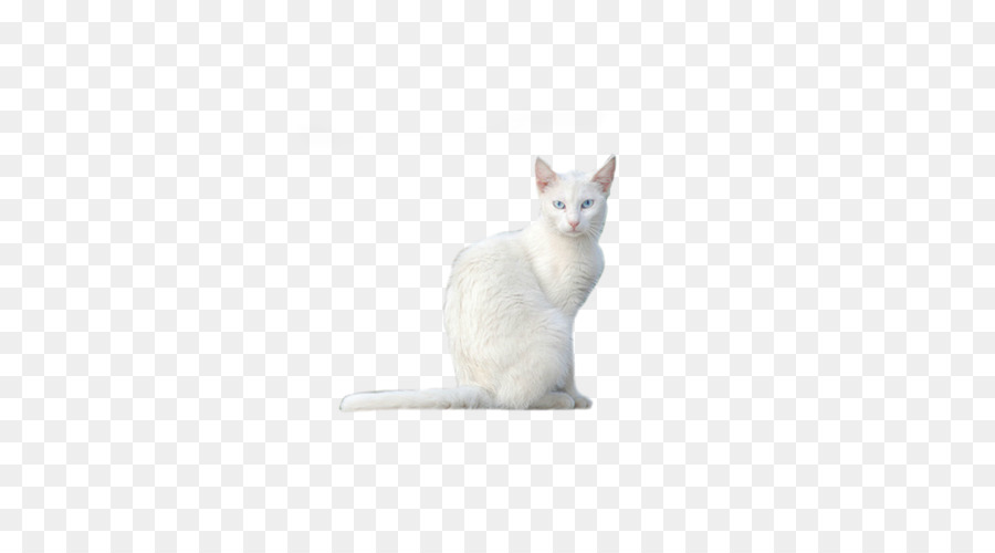 Gato Blanco，Felino PNG