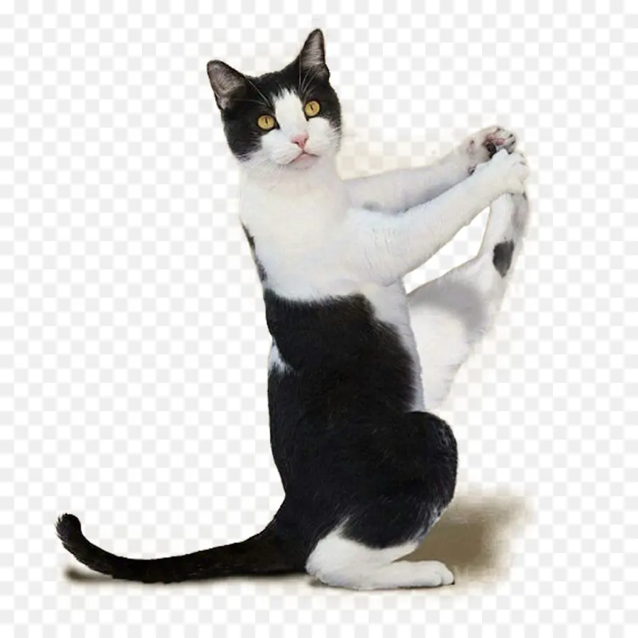 Gato，Yoga A Los Gatos De La Purrfect De Entrenamiento PNG