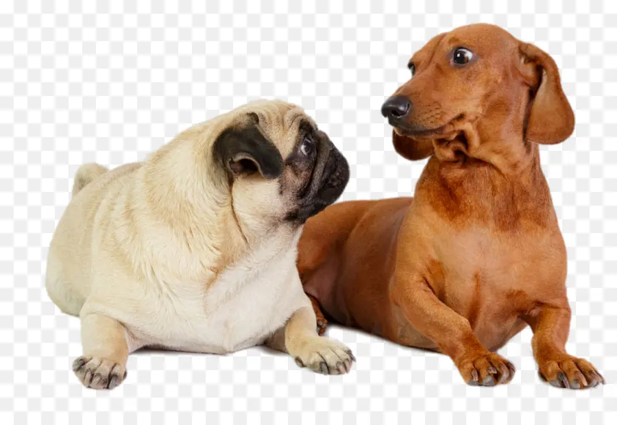 Dachshund，Pug PNG