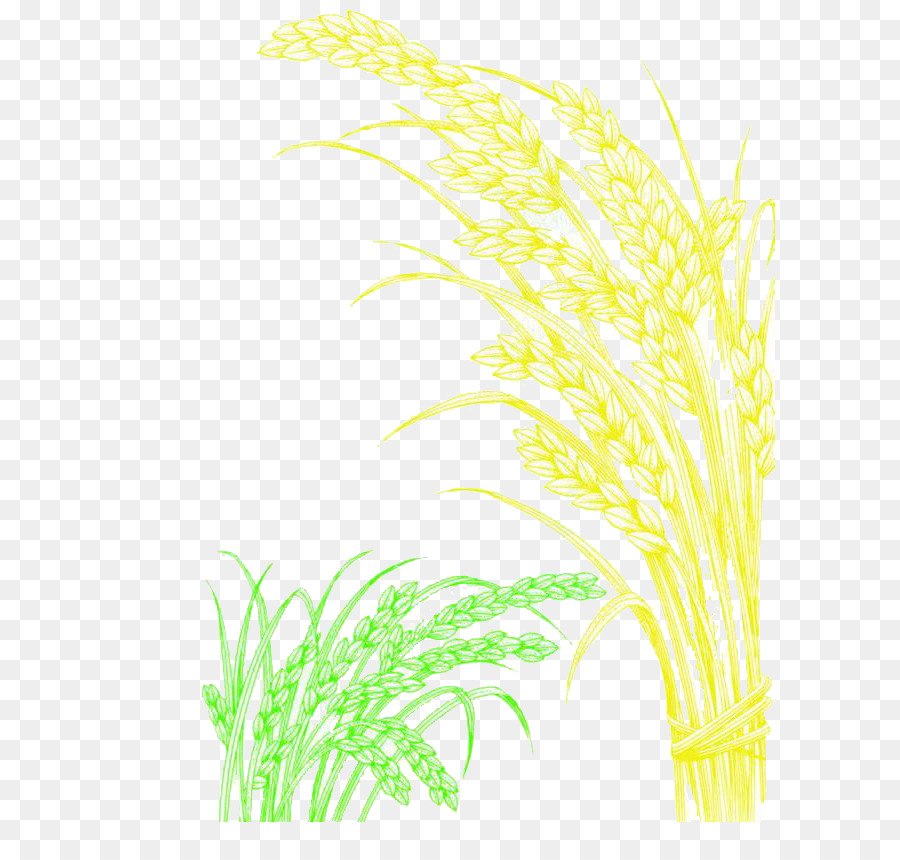 Planta De Arroz，Grano PNG