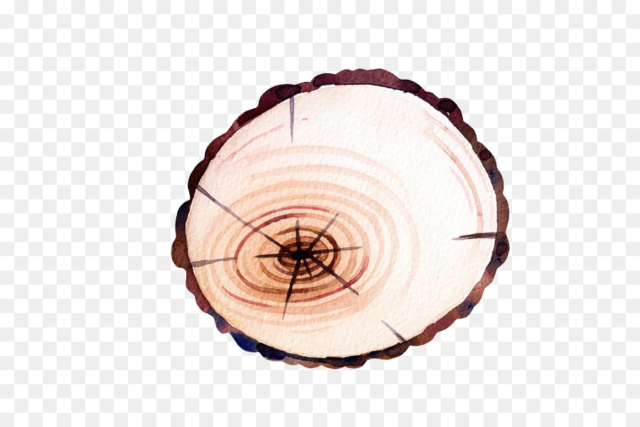 Anillo De árbol，Madera PNG