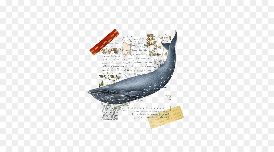 Collage，Ballena PNG