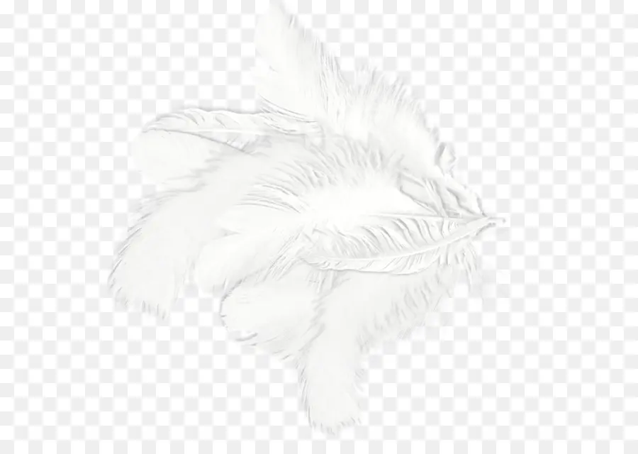 Blanco，Pluma PNG