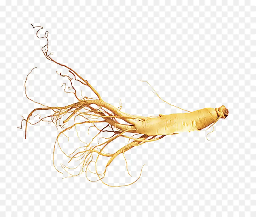 Jian，El Ginseng Asiático PNG