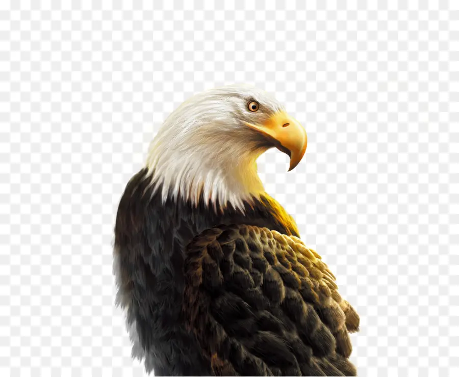 Android，águila PNG