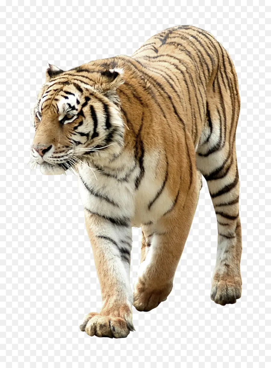 Tigre，Papel PNG