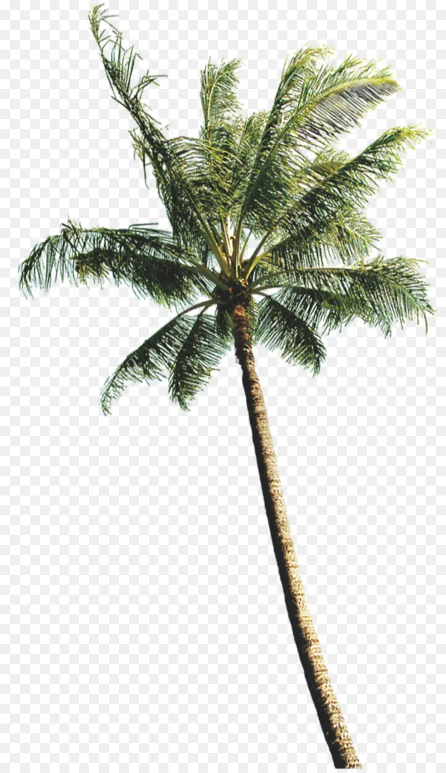 Arecaceae，Coco PNG