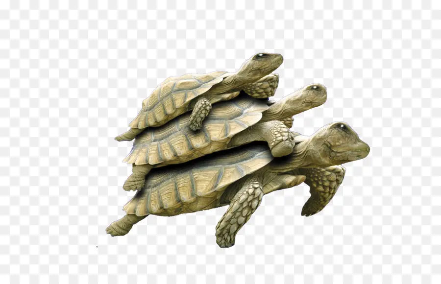 Tortuga，Reptiles PNG