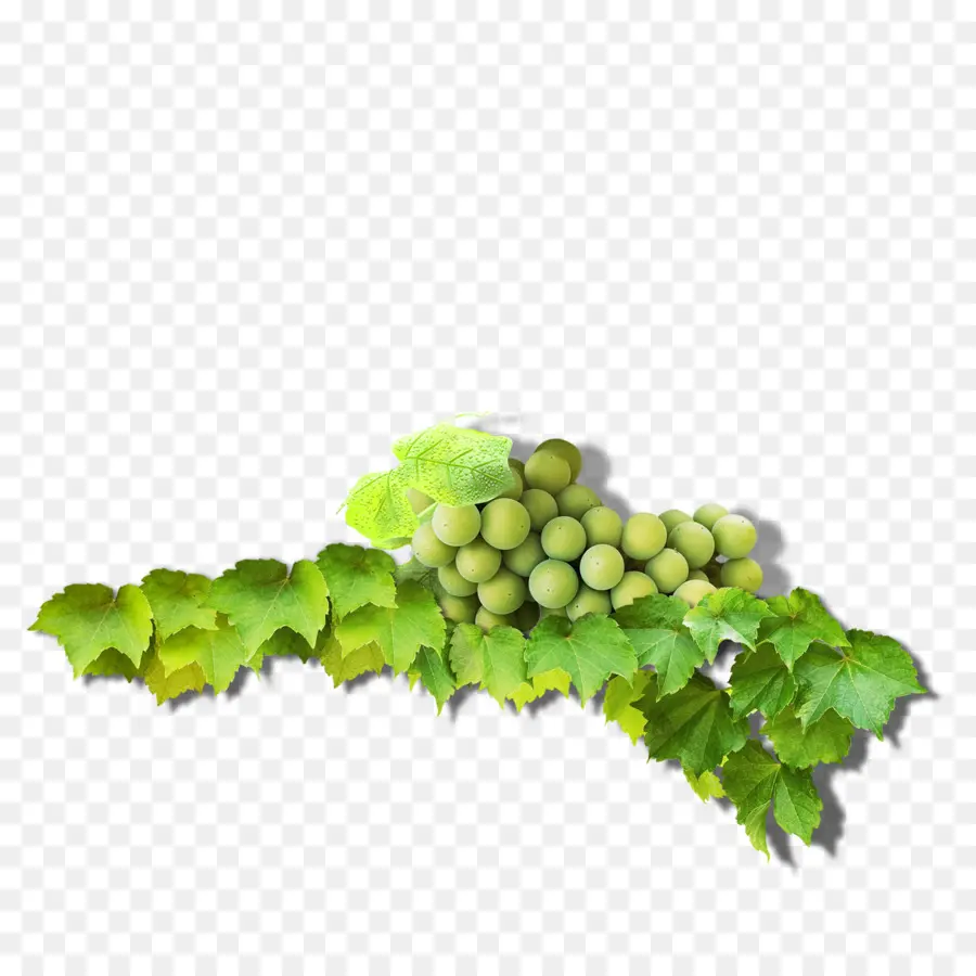 Uvas Verdes，Hojas PNG