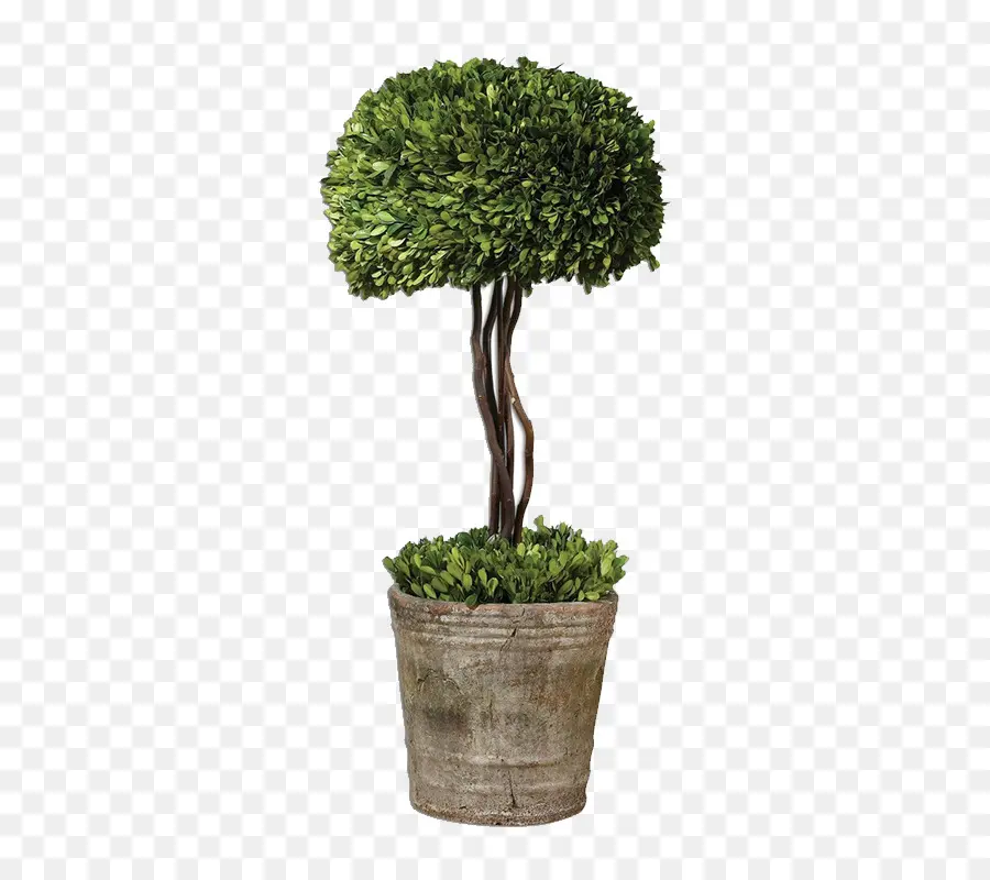 Cuadro，árbol PNG