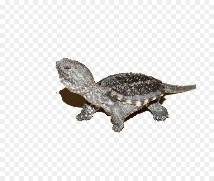 Tortuga，Los Cocodrilos PNG