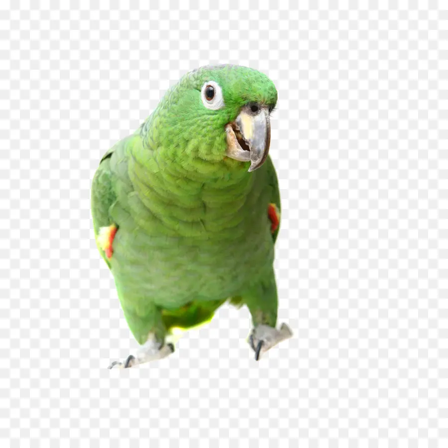 Cierto Parrot，Pájaro PNG