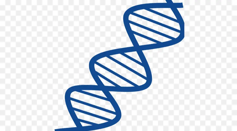 Adn，El ácido Nucleico De Doble Hélice PNG