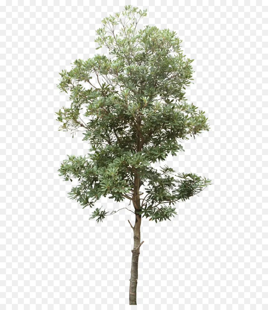 Árbol，Verde PNG