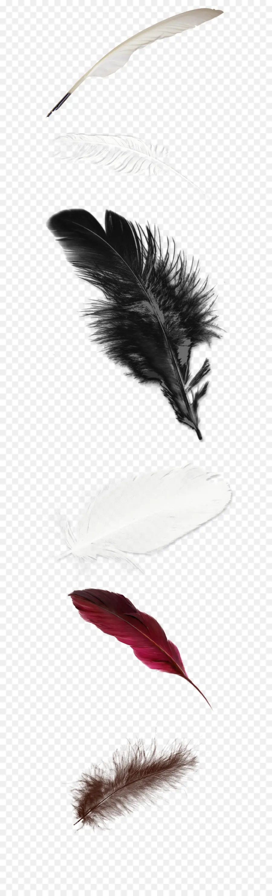 Pluma，Blanco PNG