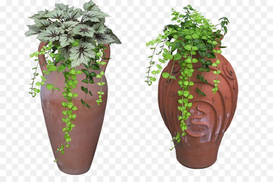 Plantas En Jarrones，Verdor PNG