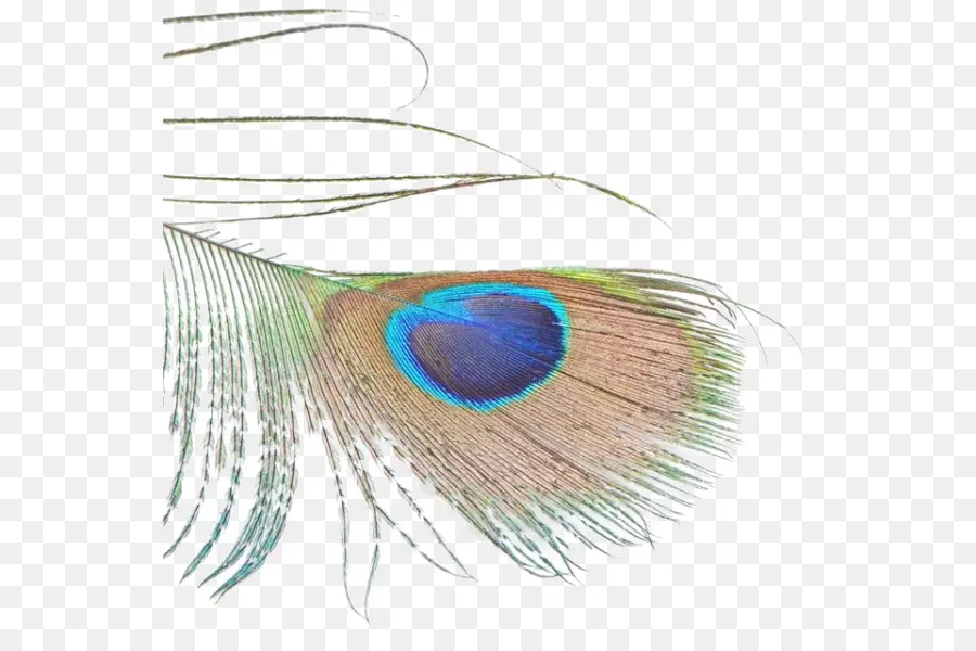 Pluma，Pájaro PNG