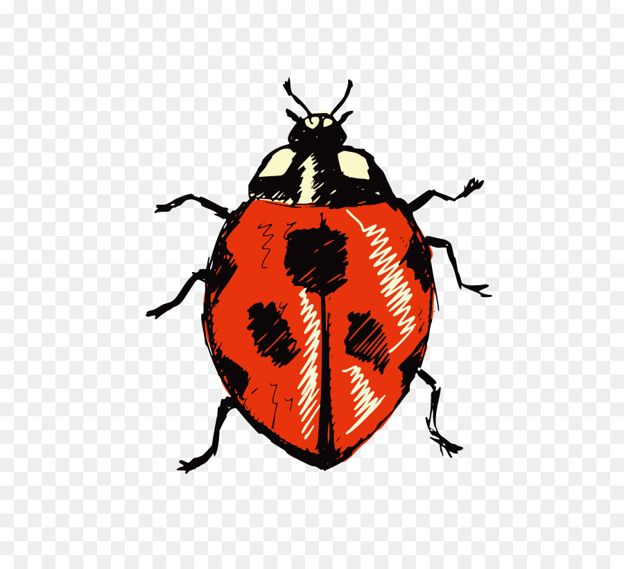 Escarabajo，Mariquita PNG