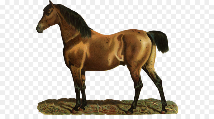 Caballo，Mare PNG