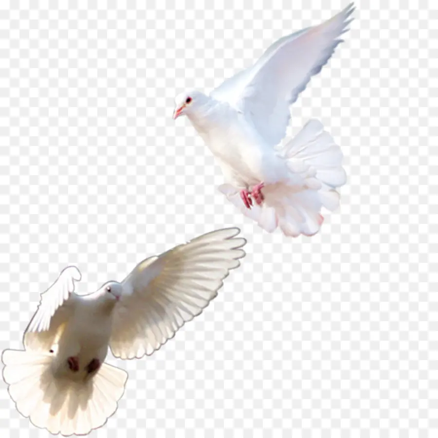 Rock Dove，Homing Pigeon PNG