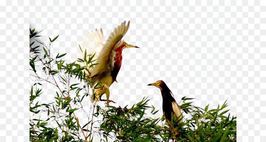 Pájaros En Rama，Árbol PNG