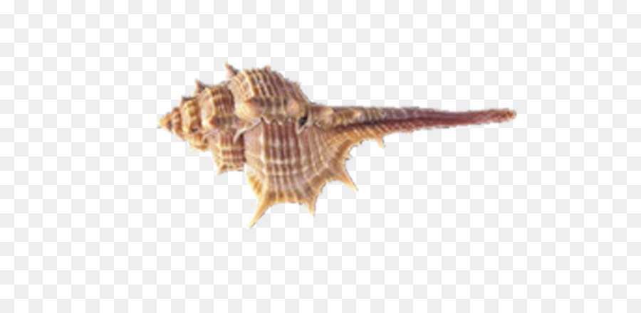 Concha，Caracol De Mar PNG