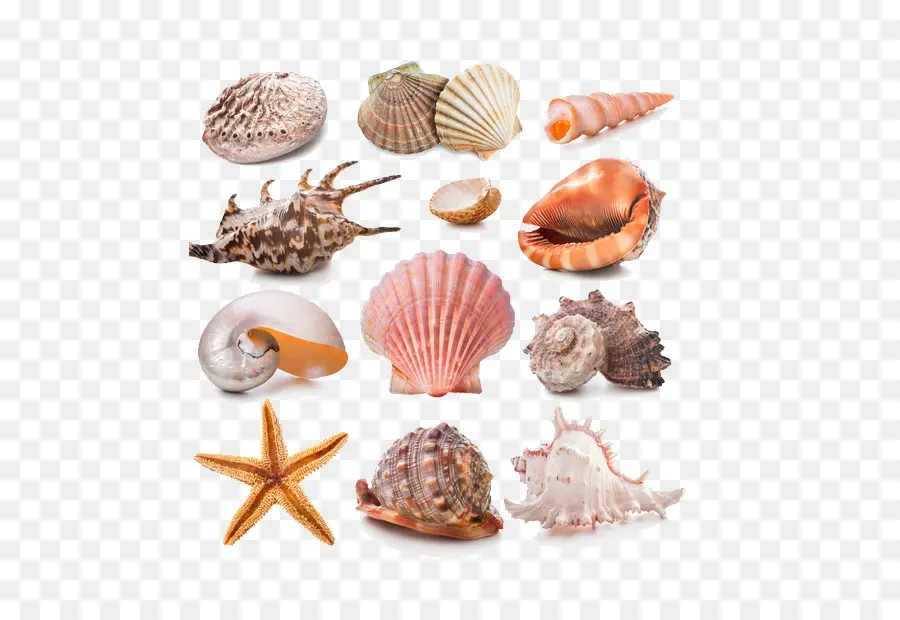 Seashell，Fotografía De Stock PNG