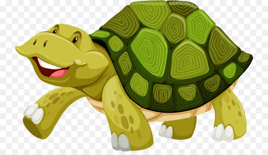 Tortuga，Caparazón De Tortuga PNG