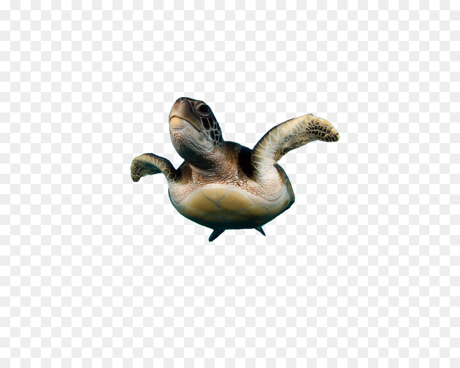 Tortuga，Pato PNG