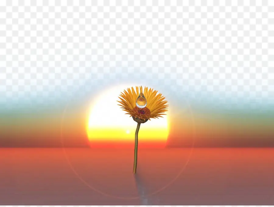 Flor Del Atardecer，Amanecer PNG