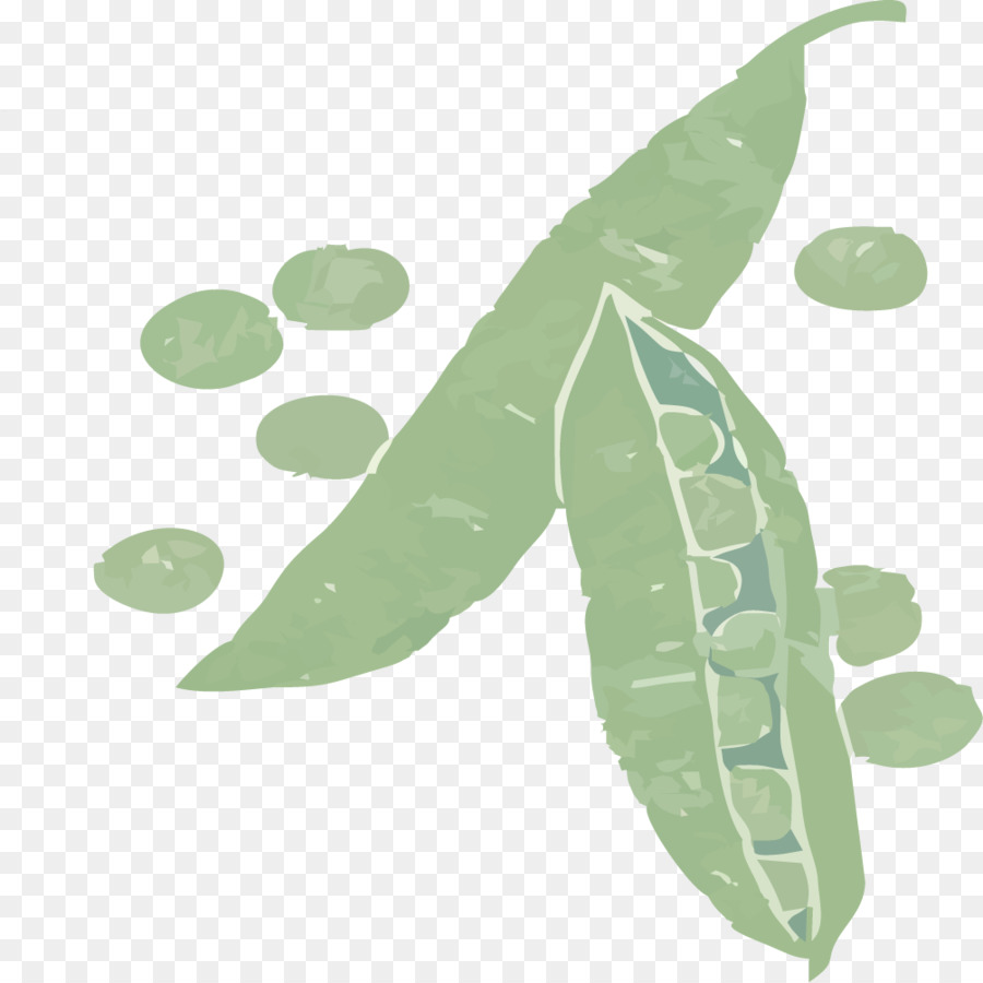 Pea，Hoja PNG