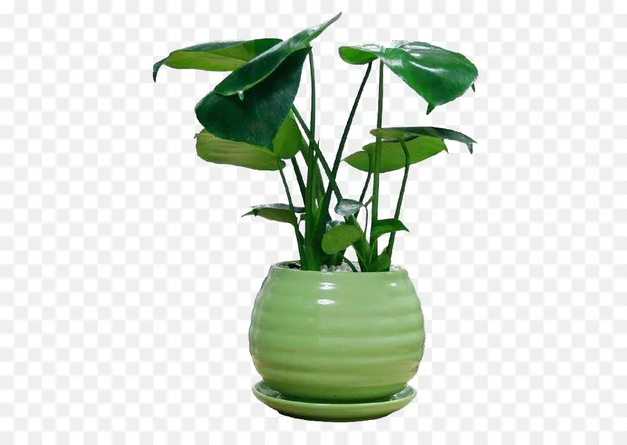 Planta En Maceta，Hojas PNG