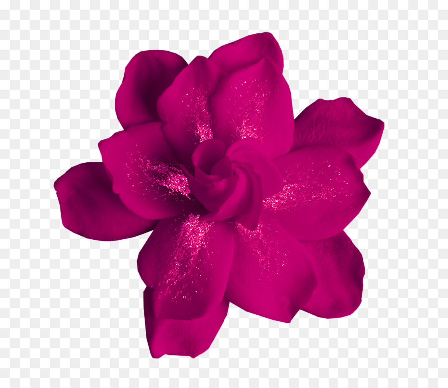 Flor Morada，Florecer PNG