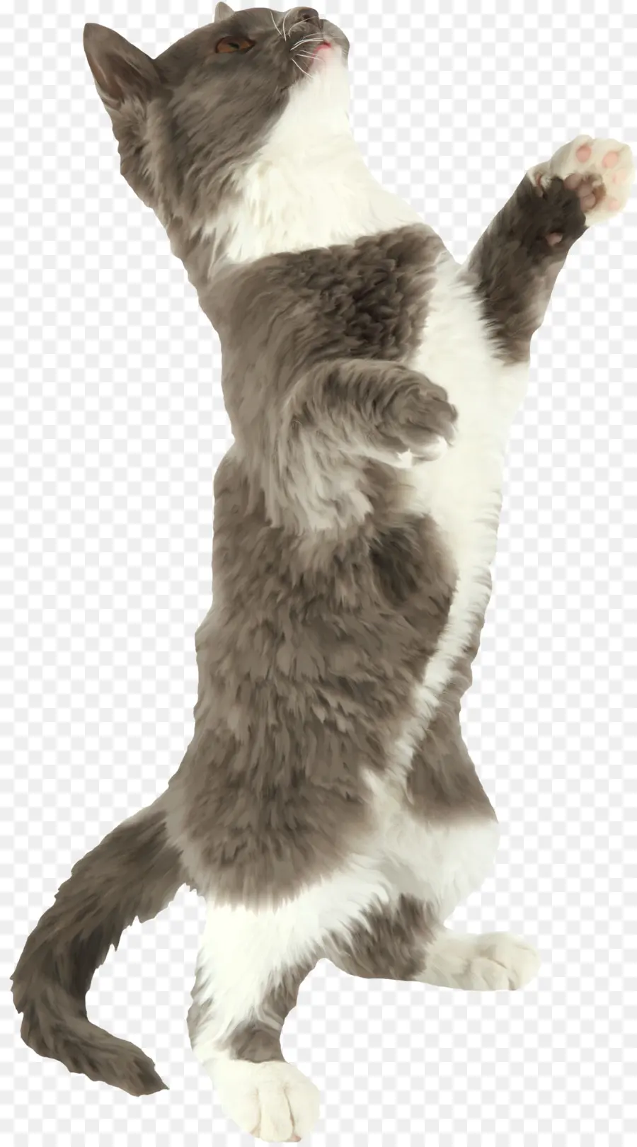 Gato De Pie，Mascota PNG