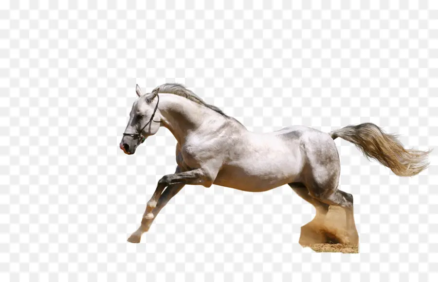 Caballo Blanco，Equino PNG