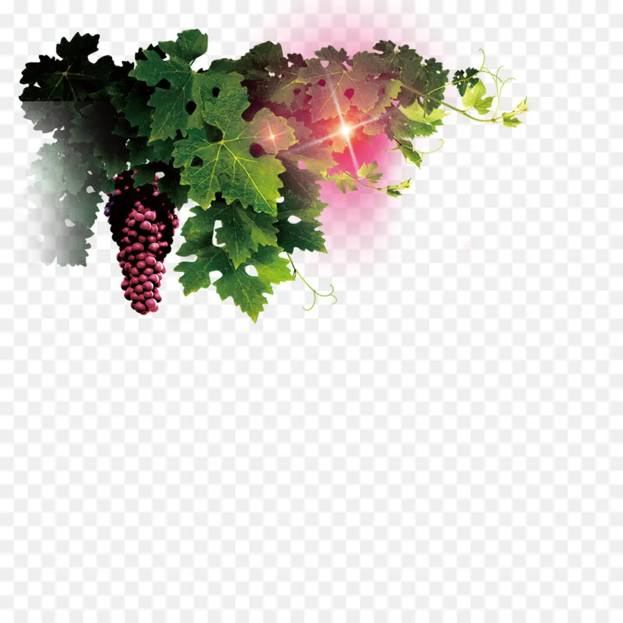 Uvas Y Hojas，Enredadera PNG