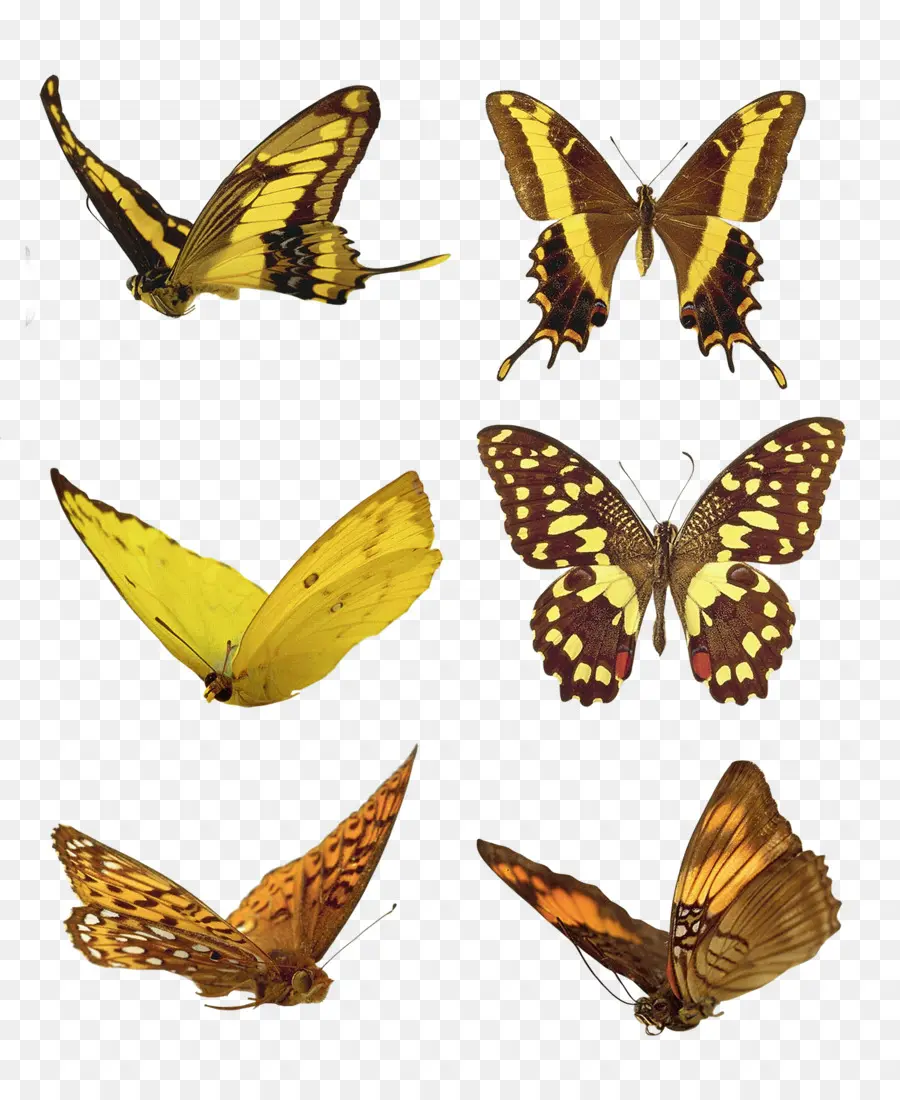 Mariposas，Vistoso PNG