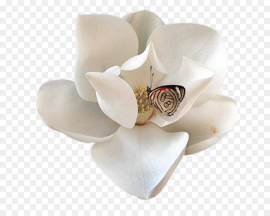 Flor Blanca，Pétalos PNG