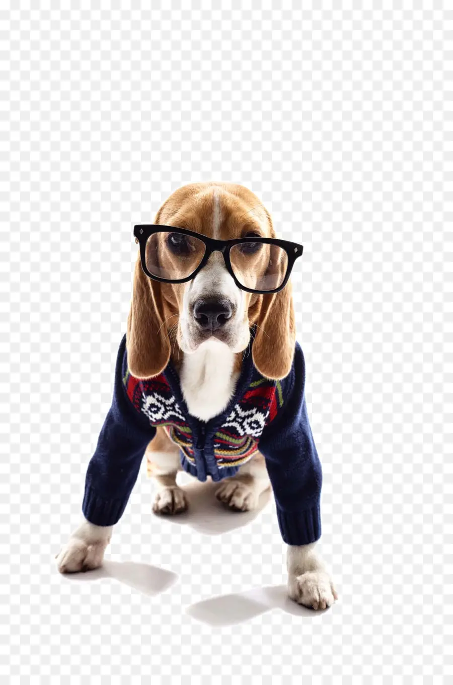 Perro Con Gafas，Anteojos PNG