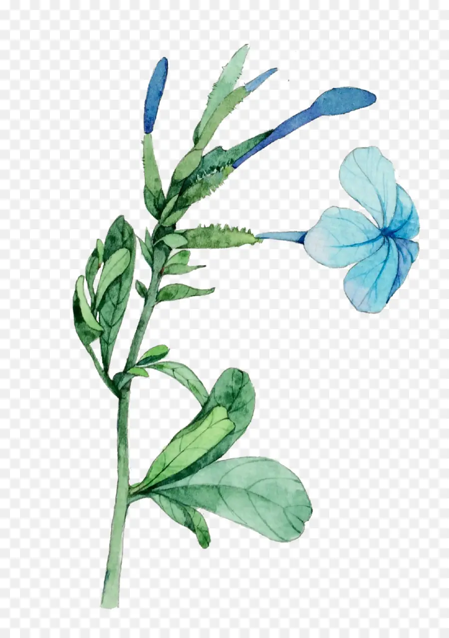 Acuarela De Flores，Pintura A La Acuarela PNG